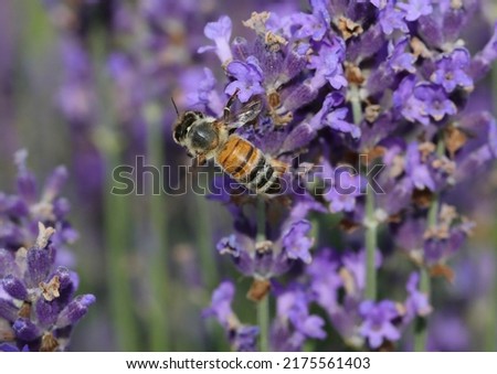 Orange and black BEE while sucking nectar on the lavender flowers