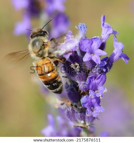 Orange and black BEE while sucking on the lavender flowers in spring