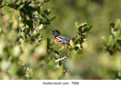 orange and black bird perched in the branches of a succulent tree