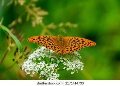 orange and black butterfly, called Kaisermantel, on the blossom of a flower, who looks like elderberry. beautiful creature in wonderful natural surroundings. amazing life at the edge of forest