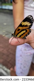 Orange And Black Butterfly On Child's Finger