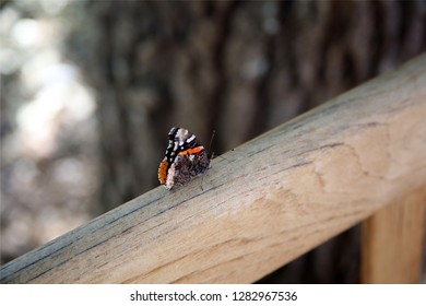 Orange Black Butterfly On Rail Cedar Elm In Background Texas Native Animals Plants