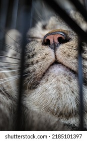 Orange And Black Cat Nose