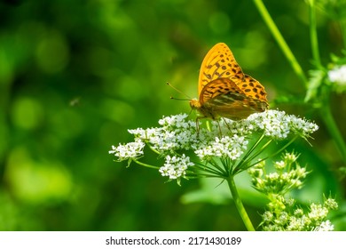 orange and black colored butterfly, called Perlmutterfalter on white blossom. great phantasy of creator 