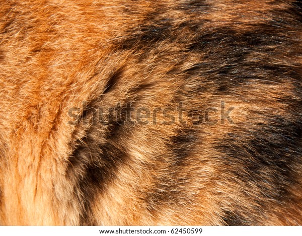 Orange Black Hair Calico Cat Abstract Stock Photo Edit Now 62450599