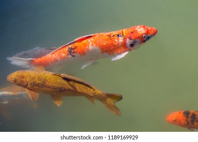 Orange And Black Koi Fish Swimming Against The Current