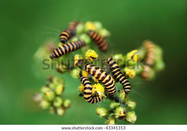 Orange Black Striped Caterpillars Cinnabar Moth Royalty Free