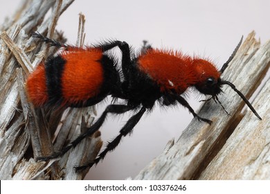 Orange And Black Velvet Ant, Cow Killer Ant (Mutillidae)