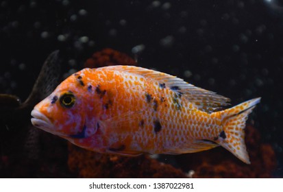 Orange Black White African Cichlid Fish Stock Photo (Edit Now) 1387022981