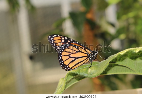 Orange Black White Monarch Butterfly Innsbruck Stock Photo Edit