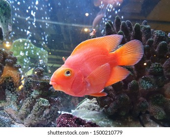 Orange Blood Parrot Cichlid Fish Aquarium Stock Photo (Edit Now ...