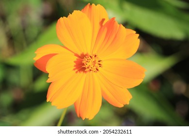 Orange Blooming Anemone In Sunny September