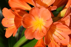 Orange Blooming Clivia Miniata Flower