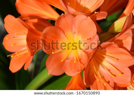 orange blooming clivia miniata flower