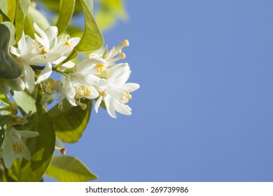 Orange Blossom