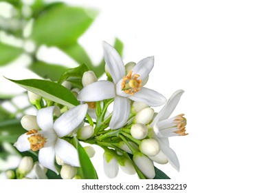 Orange blossom branch with flowers, buds and leaves in the corner isolated on white. Neroli citrus white bloom. - Shutterstock ID 2184332219