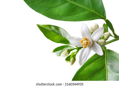 Orange blossom branch with white flowers, buds and leaves closeup isolated on white. Neroli citrus bloom. - Shutterstock ID 2160344935