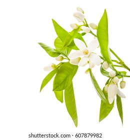 Orange Blossom. Orange  Tree Flowers On A Branch Close-up
 Isolated On White Background