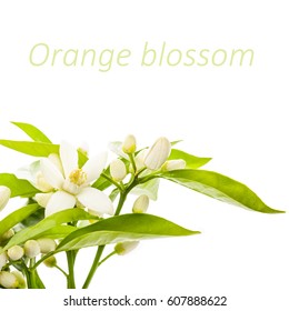 Orange Blossom. Orange  Tree Flowers On A Branch Close-up
 Isolated On White Background