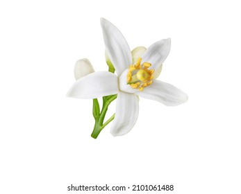 Orange blossom white flower and buds isolated on white. Neroli citrus bloom. - Shutterstock ID 2101061488