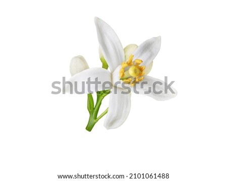Orange blossom white flower and buds isolated on white. Neroli citrus bloom.