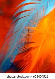 Orange And  Blue Feathers Texture