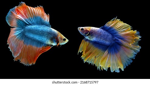 1,484 Double Tail Betta Images, Stock Photos & Vectors | Shutterstock