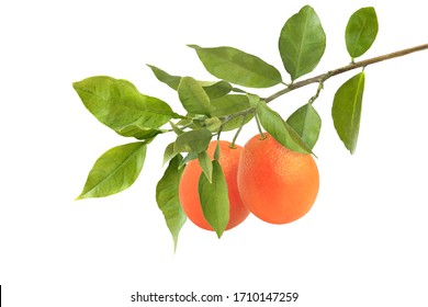 Orange Branch Isolated On White Background