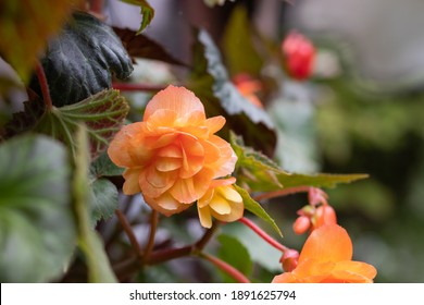 12,930 imágenes de Red begonia bloom - Imágenes, fotos y vectores de stock  | Shutterstock