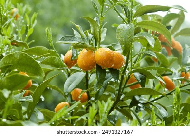 Orange bright ripe kumquat fruits on a green plant in the freshness rain. Citrus tree in the spring, summer, autumn rain. Raindrops on fruits, juiciness of the fruit, life-giving moisture,  blurry - Powered by Shutterstock