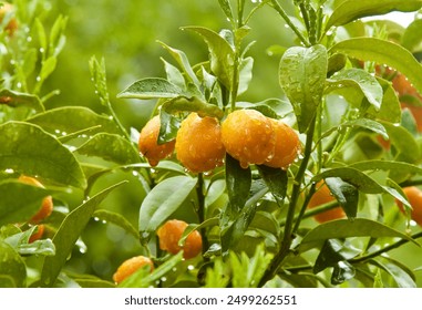 Orange bright ripe kumquat fruits on a green plant in the freshness rain. Citrus tree in the spring, summer, autumn rain. Raindrops on fruits, juiciness of the fruit, life-giving moisture,  blurry - Powered by Shutterstock