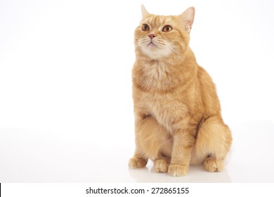 orange British short hair cat isolated on white background