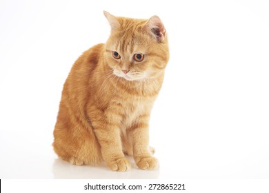 1000 Ginger British Shorthair Cat Stock Images Photos Vectors