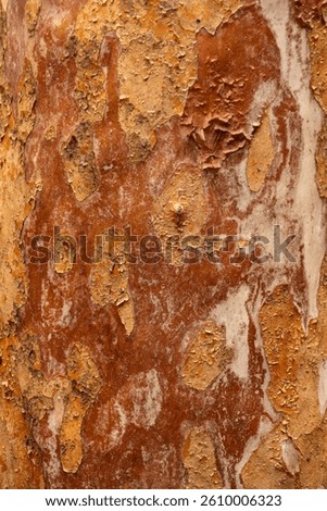 Orange and brown pattern of flakey pieces of bark on a Japanese tree.