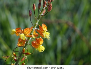 210 Bulbine frutescens Images, Stock Photos & Vectors | Shutterstock