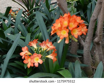 Orange Bush Lily; Lewis Ginter Botanical Garden, Richmond, VA, USA