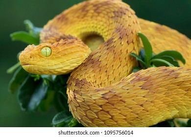 195 Atheris squamigera Images, Stock Photos & Vectors | Shutterstock