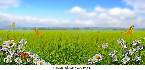 Orange Butterflies Flying Over Chamomile Flowers On The Edge Of Spring Green Field On Blurred Background. Summer Natural Idyllic Pastoral Landscape, Copy Space, Wide Screen. Beauty Of Nature