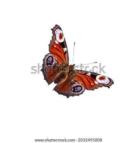 orange butterfly aglais io, on a white background isolated insect