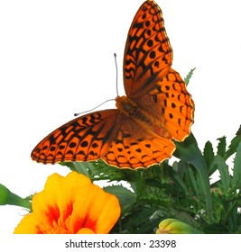 a orange butterfly displays wings next to a marigold