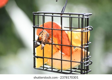 Orange butterfly eating fruit out of a butterfly feeder. Butterfly feeding. - Powered by Shutterstock