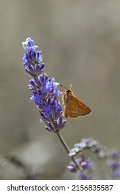 Orange Butterfly Hesperiidae On Lavender Flower