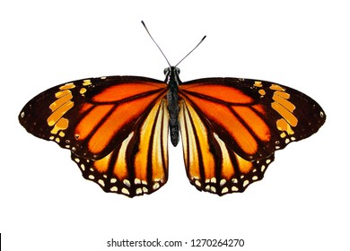 orange butterfly isolated on white background - Shutterstock ID 1270264270