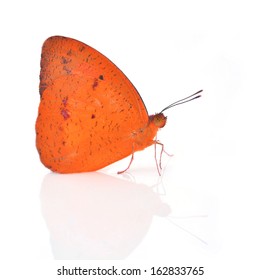 Orange Butterfly Isolated On White Background