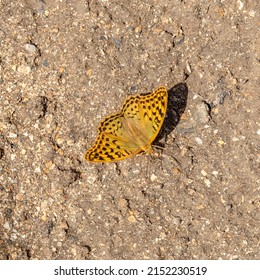 An Orange Butterfly Landed On Ground. Beige Background Of Dirt Road. Silver Washed Fritillary Butterfly. Argynnis Paphia. High Angle, Flat Lay .