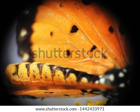 Similar – Image, Stock Photo Butterfly wings