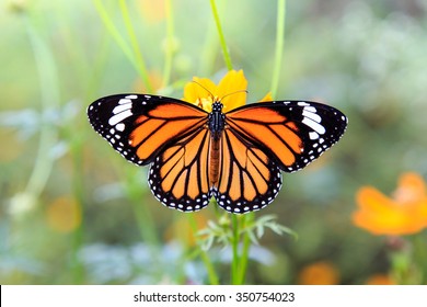 Orange butterfly on orange cosmos flowers