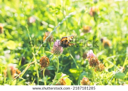 A orange butterfly on a flower of the red clover (Trifolium pratense). A butterfly on a wild clover flower in green grass. Wild nature and floodplain meadows