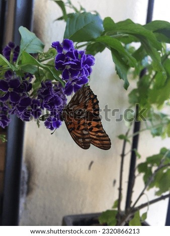 Orange butterfly on violet flowers. Monarch butterfly (Danaus plexippus)