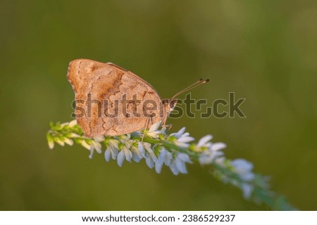orange butterfly on white flower,  Blue Pansy, Junonia orithya